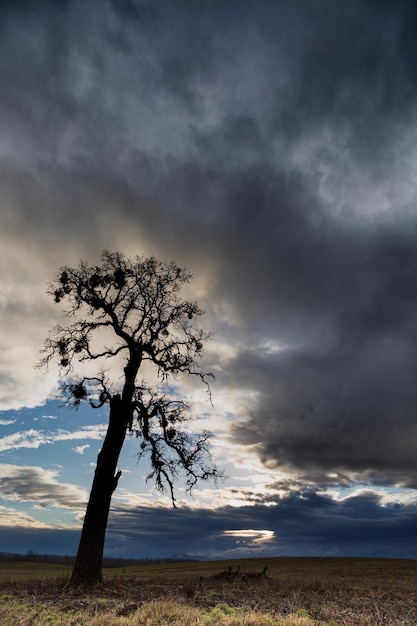 Foto albero sulla spiaggia contro il cielo drammatico