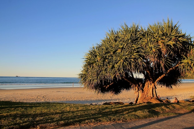 Foto albero sulla spiaggia contro il cielo