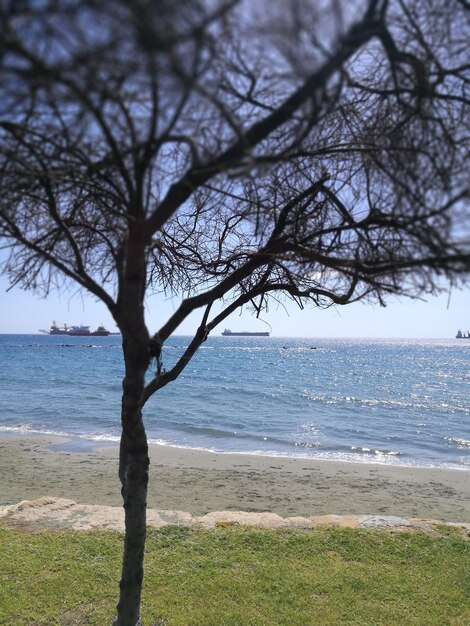 Tree on beach against sky