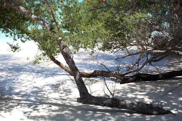 A tree on the beach is leaning over to the right.