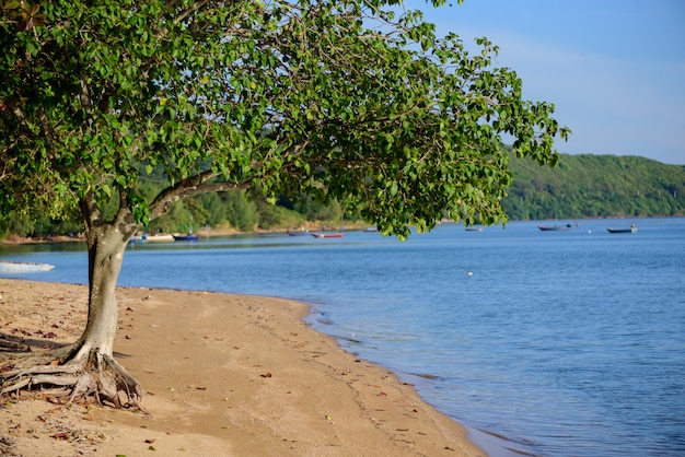 Tree on the beach near the mountain