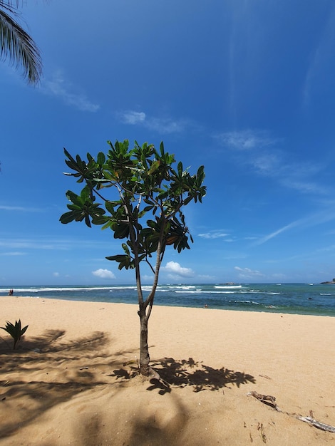 Foto albero sulla spiaggia in tempo soleggiato contro un cielo blu