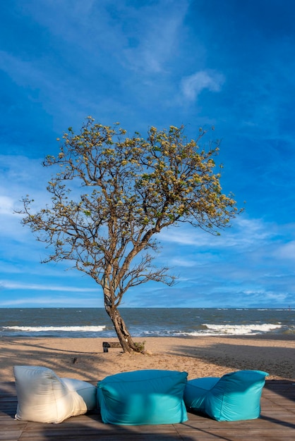 A tree and beach umbrellas and beach chairs against a blue background