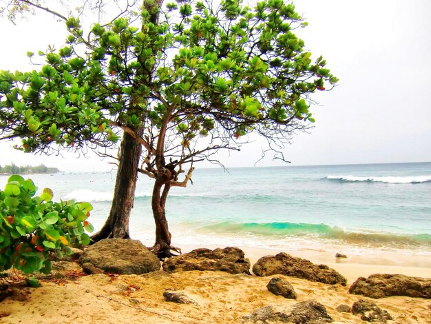 Photo tree on beach