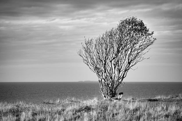 Согнутое ветром дерево, снятое в черно-белом цвете со скамейкой на скале у моря