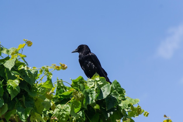 A tree and a black raven