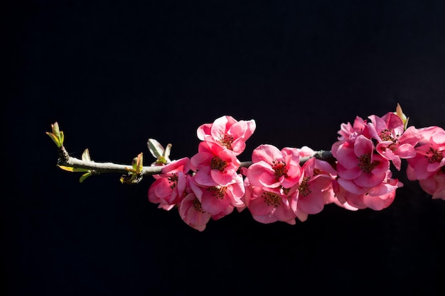 Tree bloom blossom beautiful flowers on a background