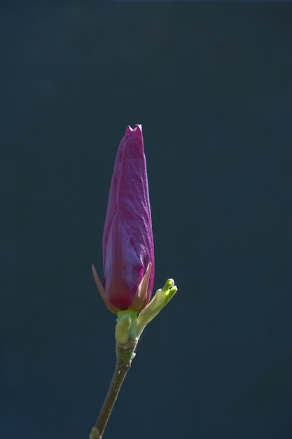 木が咲く、背景に美しい花が咲く