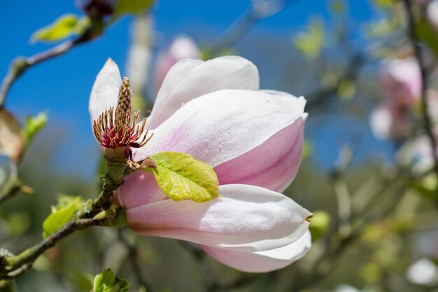 Photo tree bloom blossom beautiful flowers in spring season