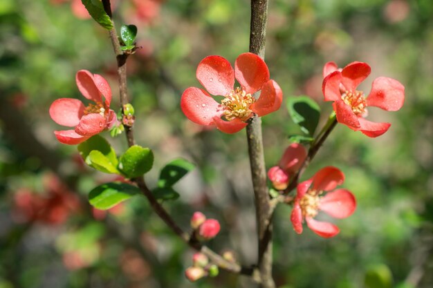 Tree bloom blossom beautiful flowers in spring