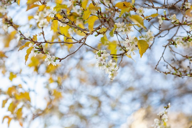 秋の桜のブランチのクローズアップで木が咲く