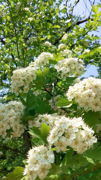 the tree in bloom is a beautiful sight