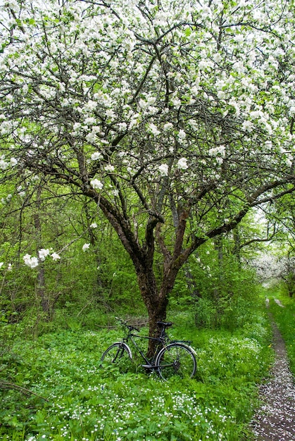 Tree in bloom