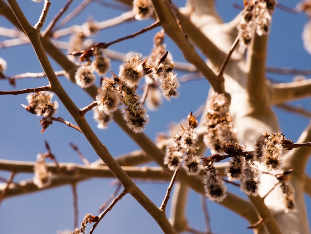 Tree in bloom.