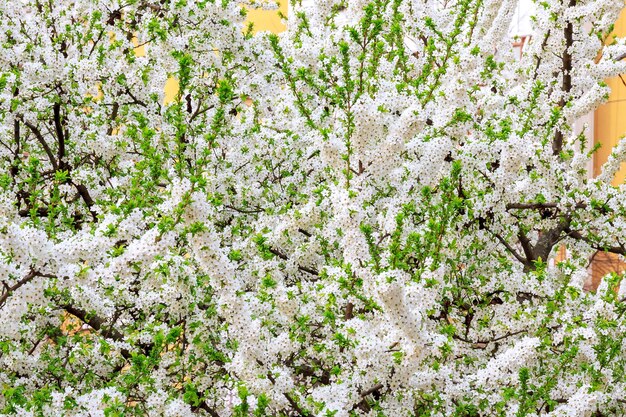 Tree blooming with white flowers in spring day.