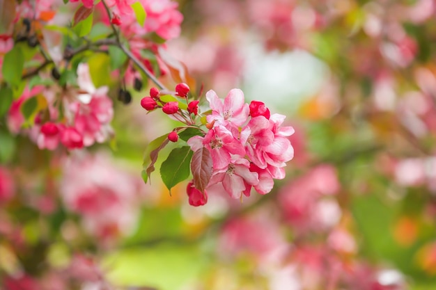 その木はピンクの花で咲きます。