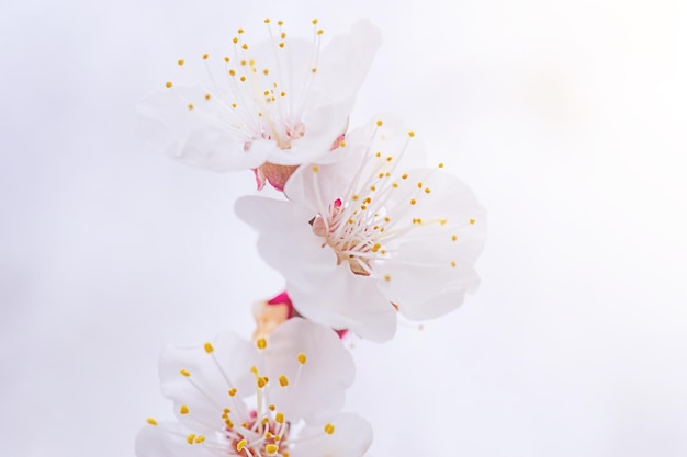 The tree blooms with white flowers Nature in spring Spring background soft focus