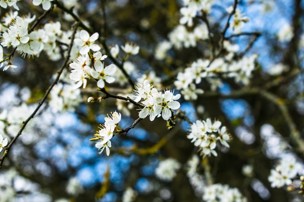Foto albero di mele in fiore in primavera