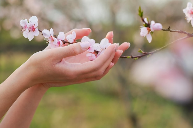 Tree blossom in woman hand