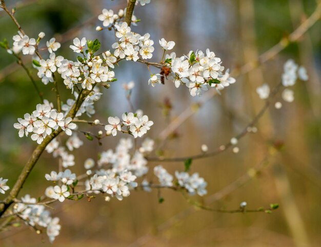 tree blossoms closeup