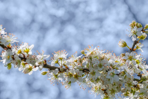 tree blossoms closeup