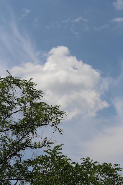 A tree and blue sky with clouds