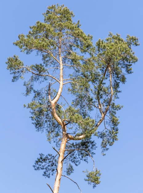 Photo tree in blue sky