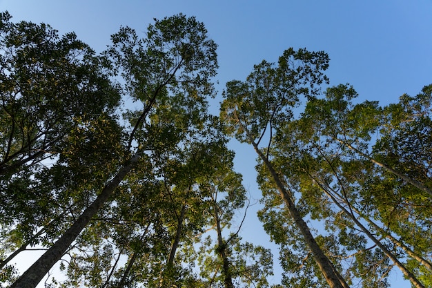 木と青い空