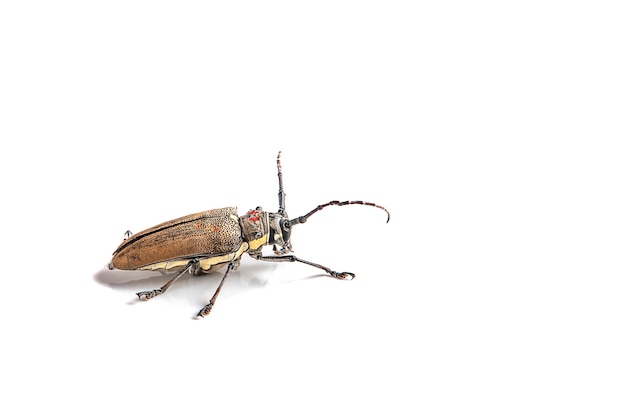 Tree borer (Batocera rufomaculata) isolated on a white background