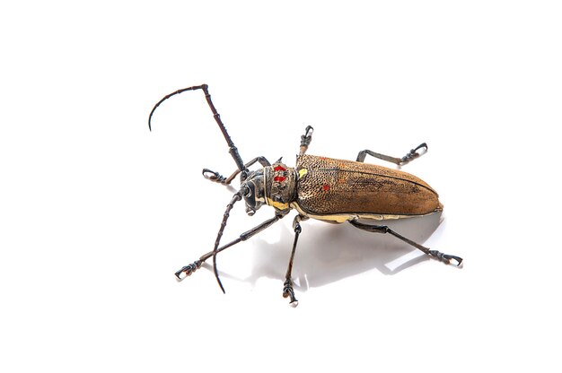 Tree borer (Batocera rufomaculata) isolated on a white background