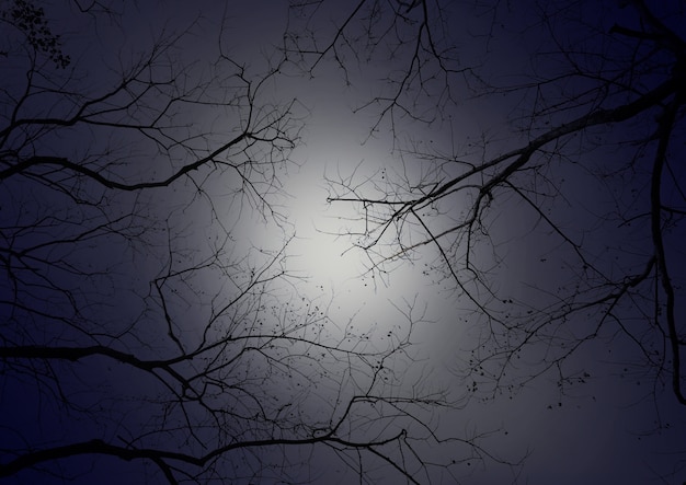 Photo tree branch against night sky