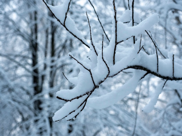 Photo a tree branch completely covered in snow during the day in the forest