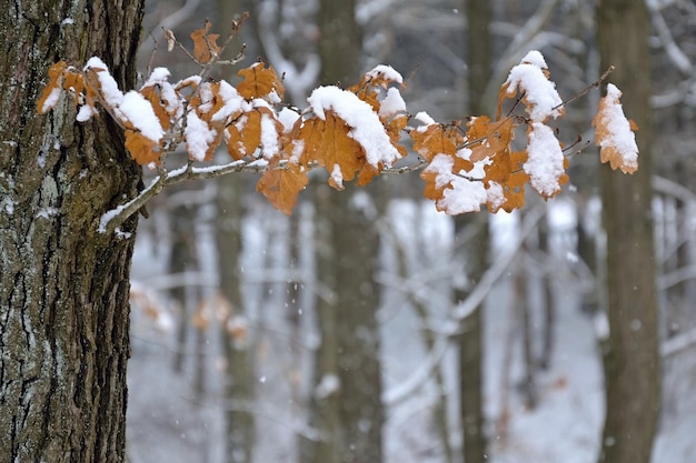 葉が雪に覆われた、雪に覆われた木の枝。