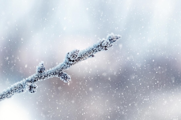 A tree branch covered with frost on a blurred background during snowfall