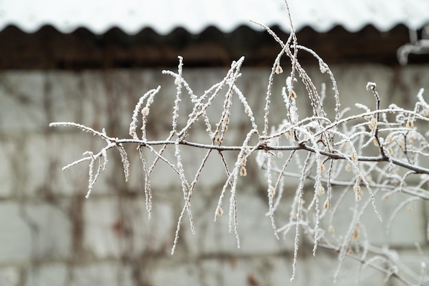 Tree branch covered with hoarfrost. Abstract floral background, garden and winter concept. Frost texture, close up, flat lay, top view.