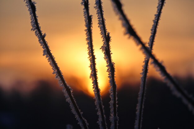 Tree branch covered with hoarfrost closeup on a orange sunset background