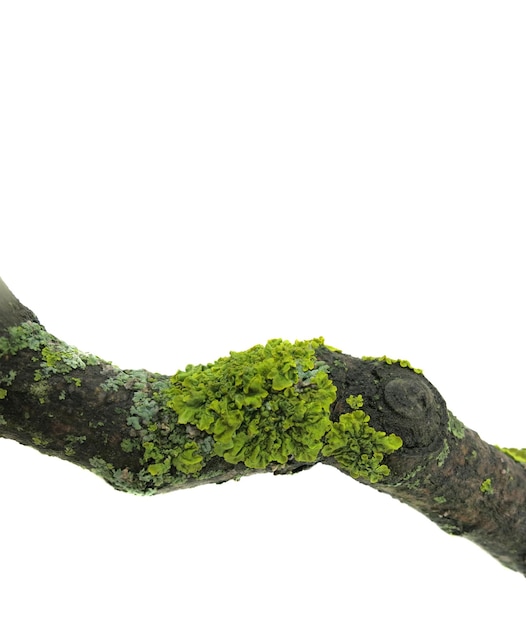 A tree branch covered with lichen on a white background