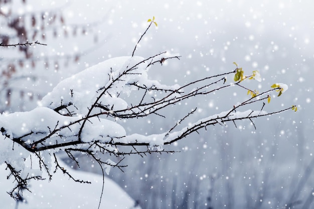 A tree branch covered with a snow cap on a blurred background during a snowfall