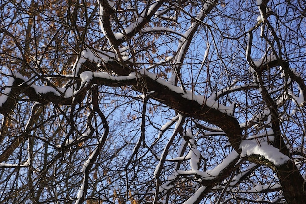 Tree branch covered with snow in winter closeup