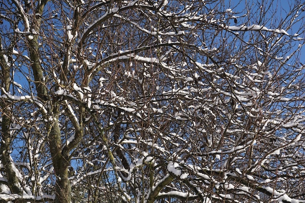 Tree branch covered with snow in winter