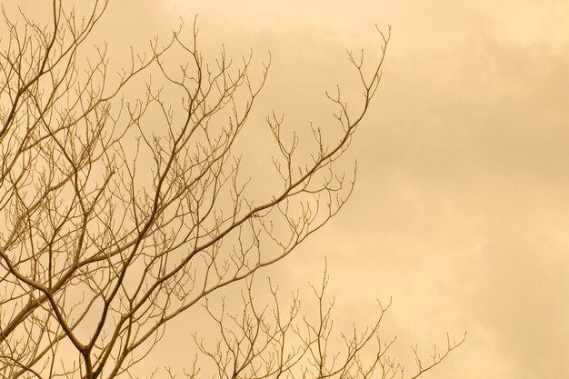 Tree branch dry abstract with free text space