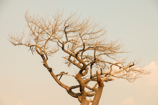 Foto estratto asciutto del ramo di albero con lo spazio del testo libero