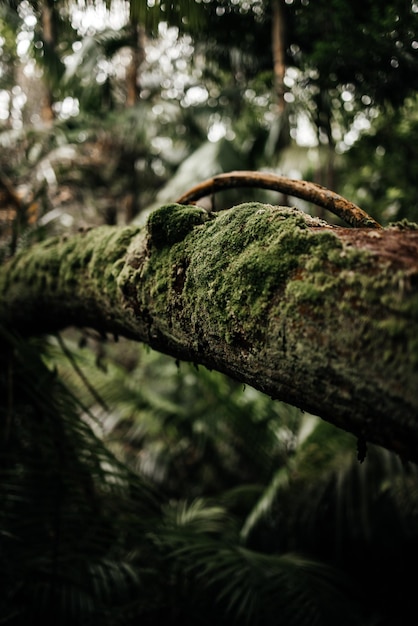 A tree branch in the forest with a tree branch covered in moss.