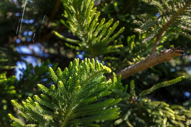 A tree branch in the forest.