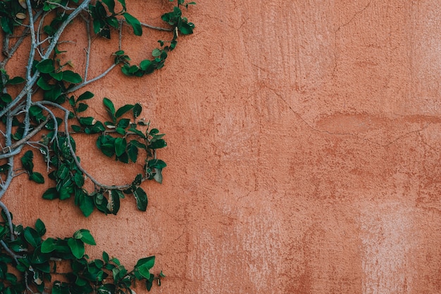 tree branch and green foliage on old cement plastered wall.