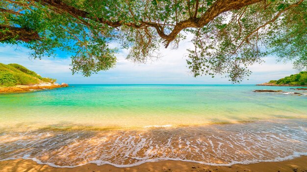 a tree branch hangs over the water and the ocean