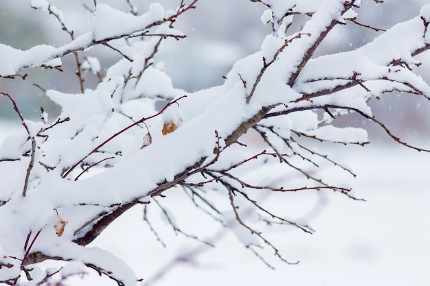 The tree branch is covered with a thick layer of snow