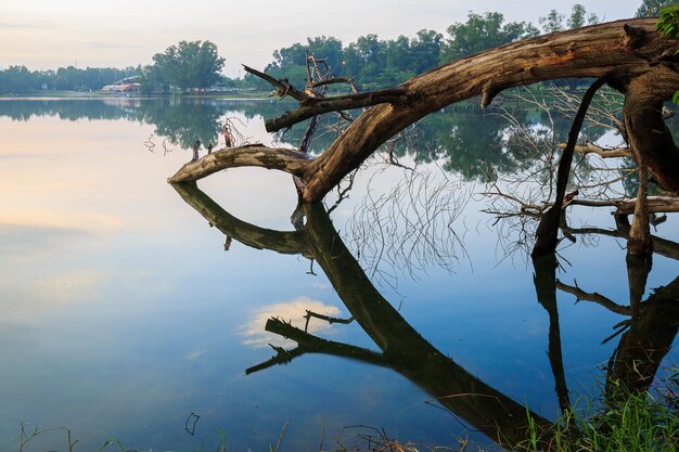 A tree branch is reflected in the water.