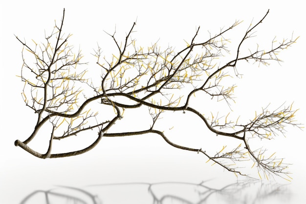 A tree branch isolated on a white background