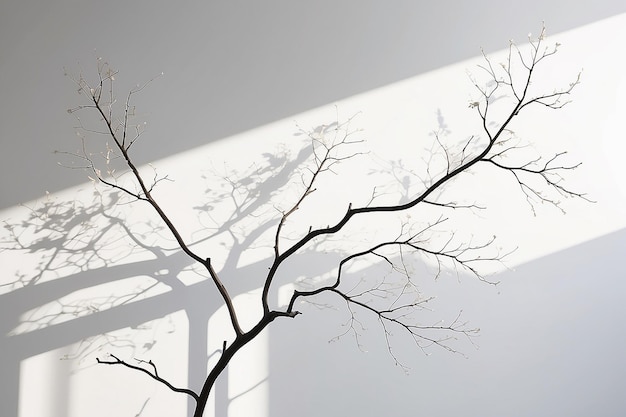 Tree branch light and shadow on detail white minimalism style of home interior architecture background